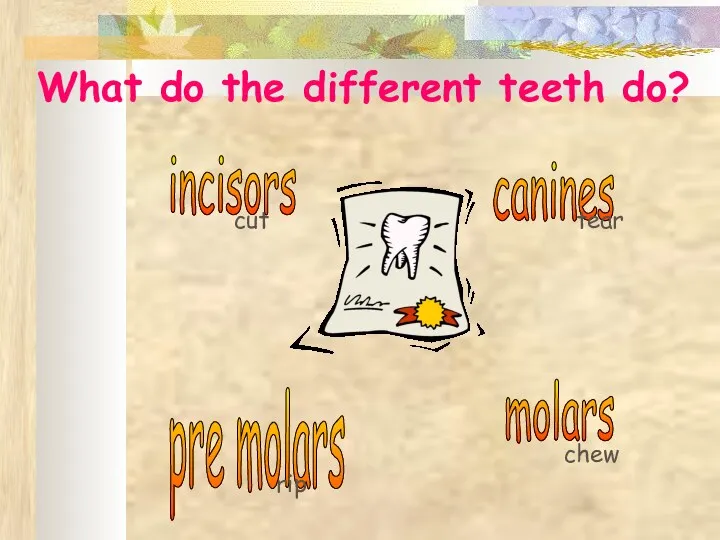 incisors canines molars pre molars cut tear rip chew What do the different teeth do?