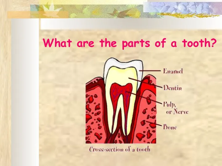 What are the parts of a tooth?