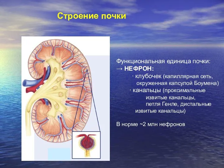 Строение почки Функциональная единица почки: → НЕФРОН: ∙ клубочек (капиллярная