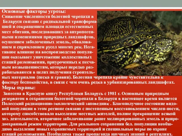 Основные факторы угрозы: Снижение численности болотной черепахи в Беларуси связано с радикальной трансформа-