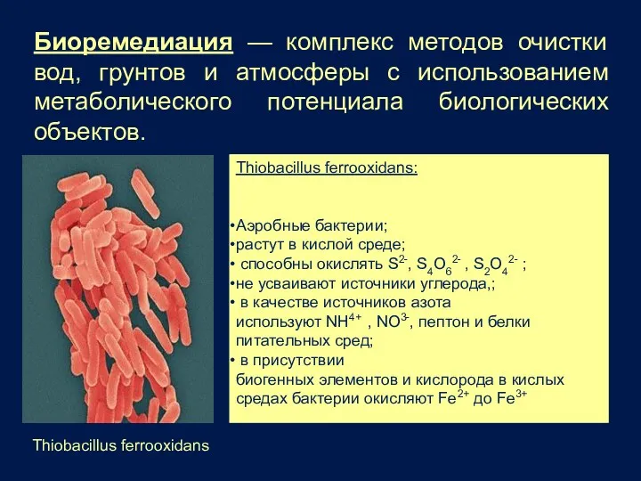 Биоремедиация — комплекс методов очистки вод, грунтов и атмосферы с