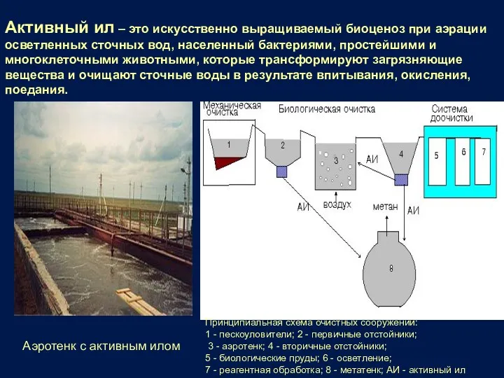 Активный ил – это искусственно выращиваемый биоценоз при аэрации осветленных