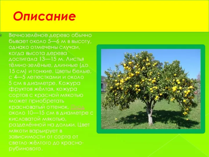 Описание Вечнозелёное дерево обычно бывает около 5—6 м в высоту, однако отмечены случаи,