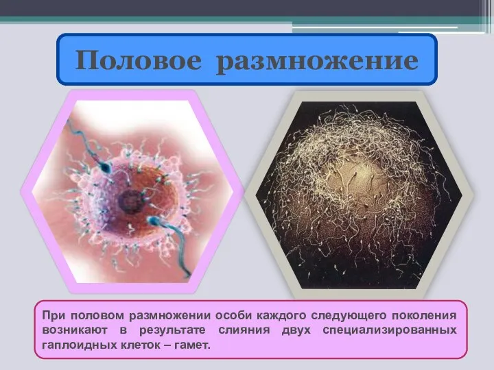 Половое размножение При половом размножении особи каждого следующего поколения возникают