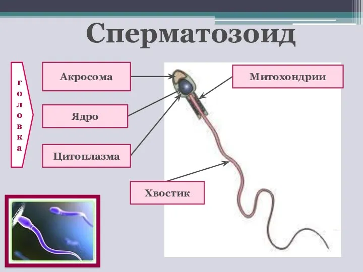 Сперматозоид Акросома Ядро Митохондрии Цитоплазма Хвостик головка