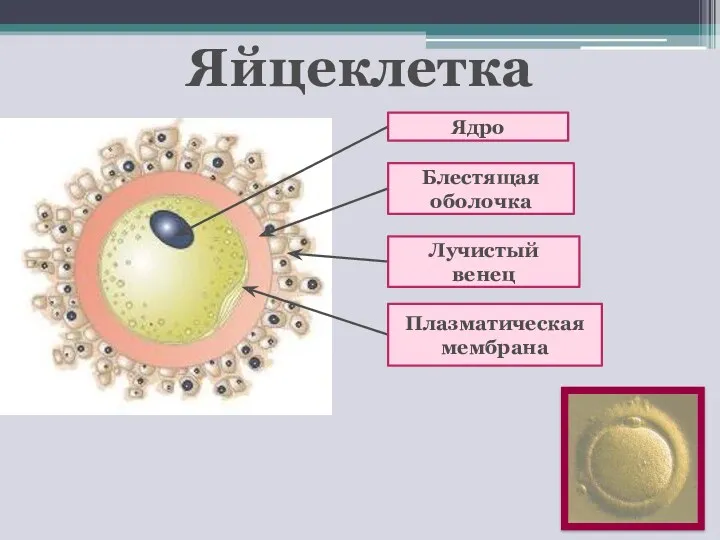 Яйцеклетка Ядро Блестящая оболочка Плазматическая мембрана Лучистый венец