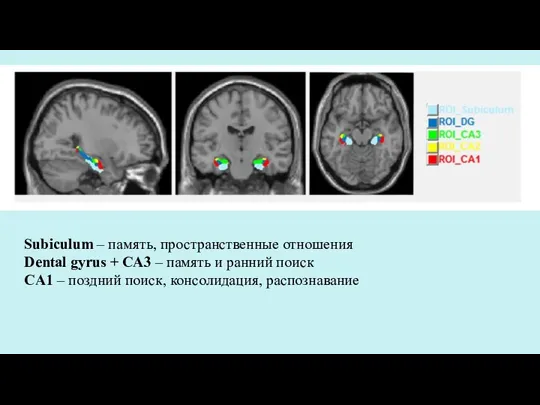 Subiculum – память, пространственные отношения Dental gyrus + CA3 – память и ранний