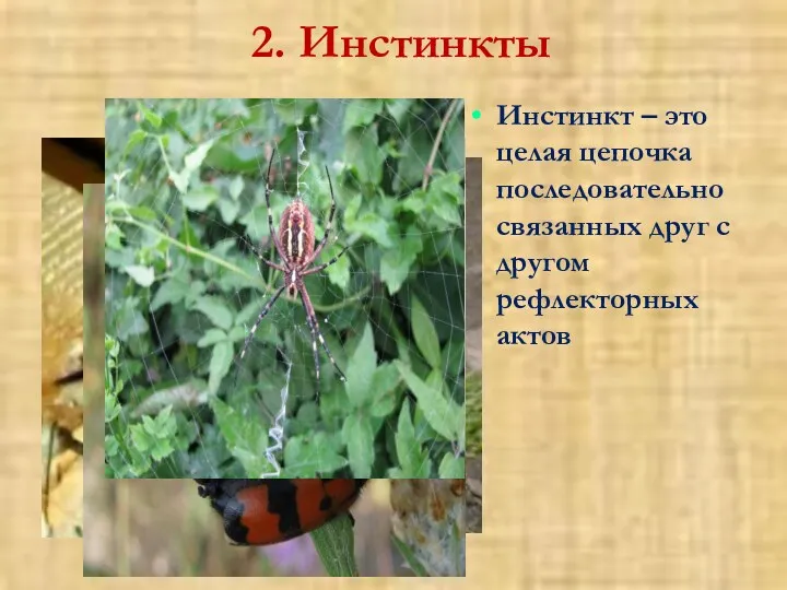 2. Инстинкты Инстинкт – это целая цепочка последовательно связанных друг с другом рефлекторных актов