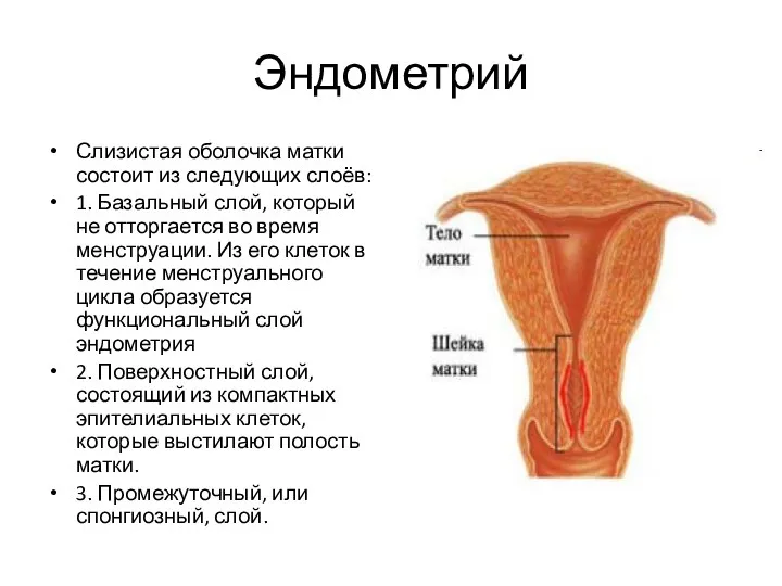 Эндометрий Слизистая оболочка матки состоит из следующих слоёв: 1. Базальный