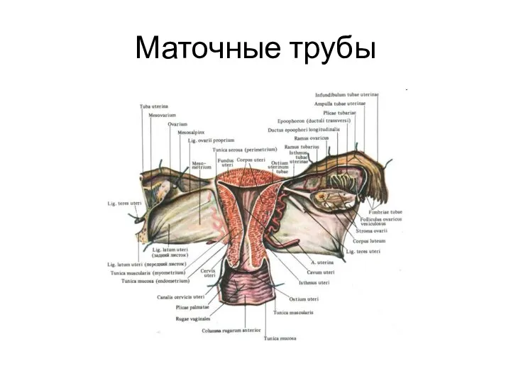 Маточные трубы