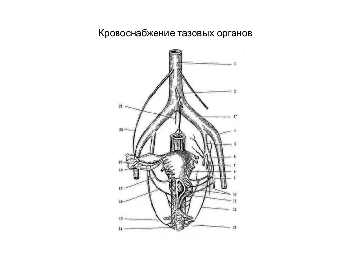 Кровоснабжение тазовых органов