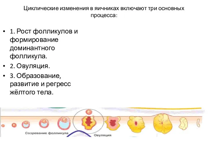 Циклические изменения в яичниках включают три основных процесса: 1. Рост