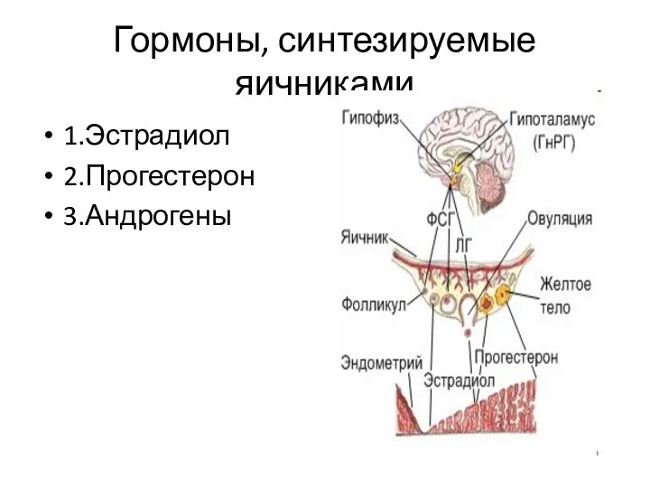 Гормоны, синтезируемые яичниками 1.Эстрадиол 2.Прогестерон 3.Андрогены