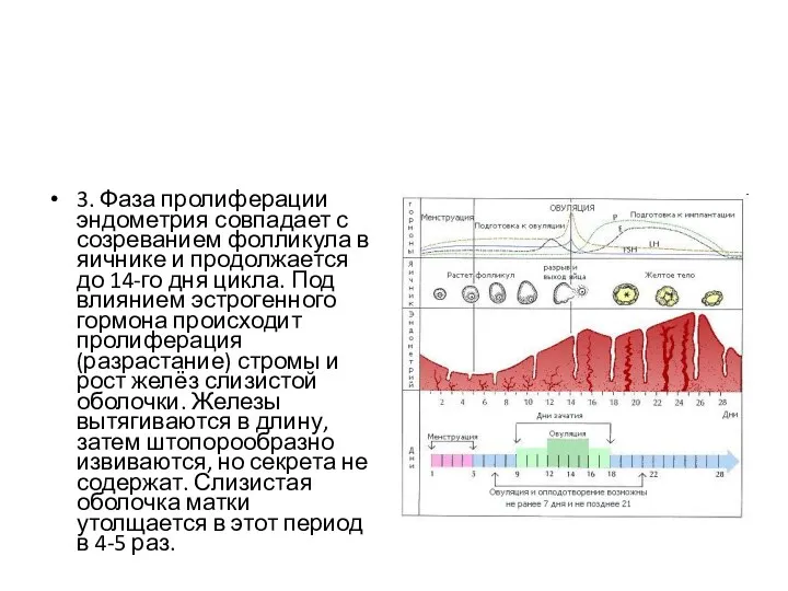 3. Фаза пролиферации эндометрия совпадает с созреванием фолликула в яичнике