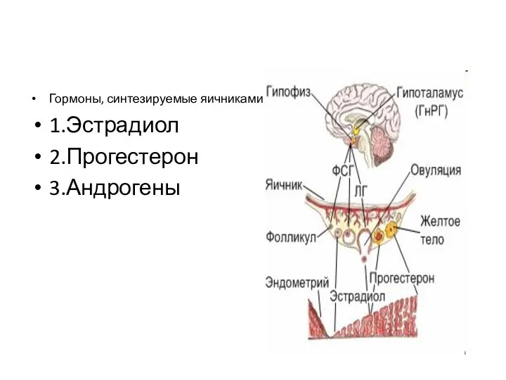 Гормоны, синтезируемые яичниками 1.Эстрадиол 2.Прогестерон 3.Андрогены