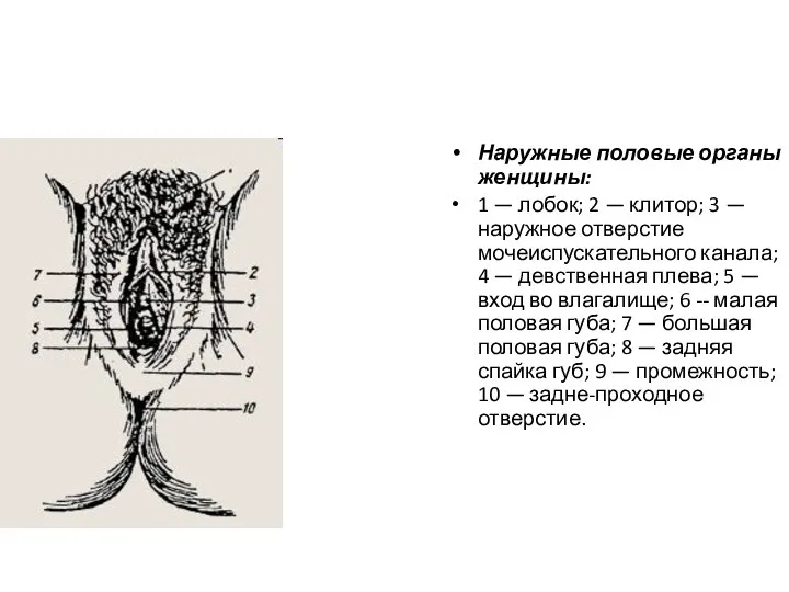 Наружные половые органы женщины: 1 — лобок; 2 — клитор;