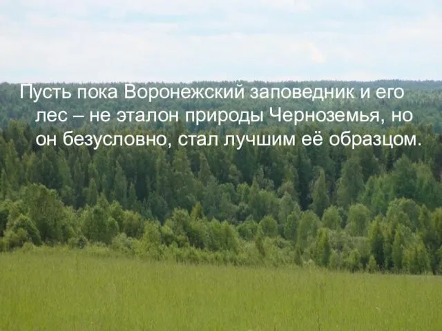 Пусть пока Воронежский заповедник и его лес – не эталон