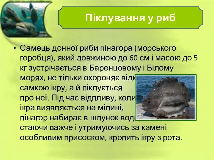 Самець донної риби пінагора (морського горобця), який довжиною до 60 см і масою