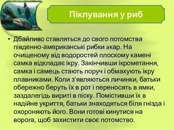 Дбайливо ставляться до свого потомства південно-американські рибки aкар. На очищеному від водоростей плоскому