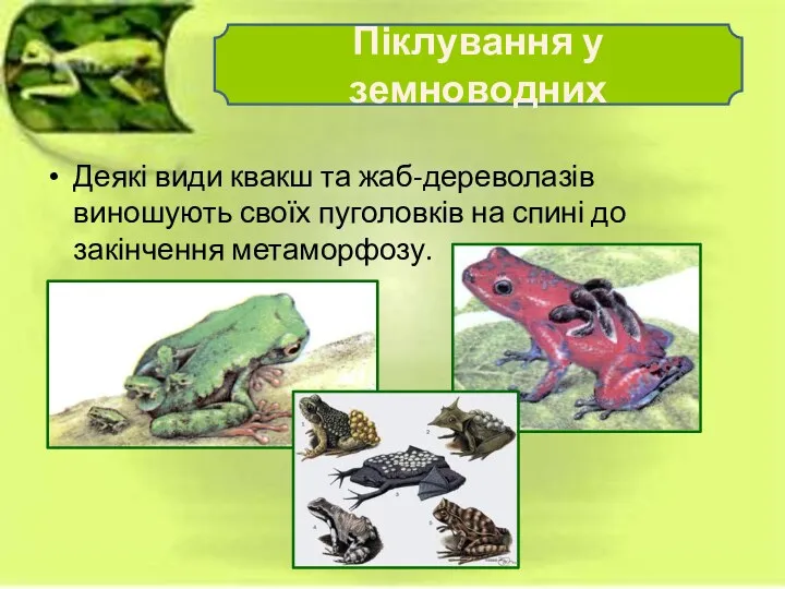 Деякі види квакш та жаб-дереволазів виношують своїх пуголовків на спині до закінчення метаморфозу. Піклування у земноводних
