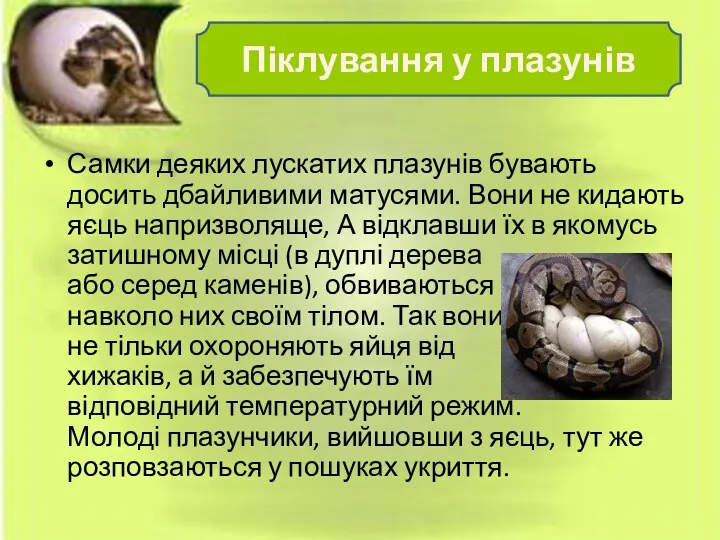 Самки деяких лускатих плазунів бувають досить дбайливими матусями. Вони не