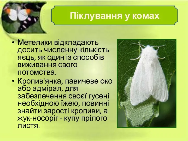 Метелики відкладають досить численну кількість яєць, як один із способів