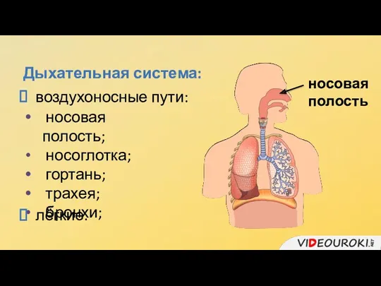 Дыхательная система: воздухоносные пути: носовая полость; носоглотка; гортань; трахея; бронхи; лёгкие. носовая полость