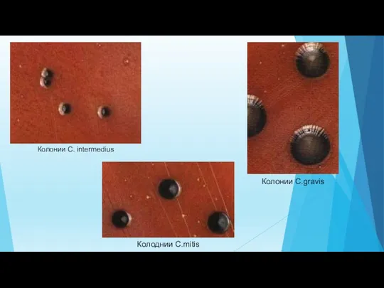 Колонии C.gravis Колонии C. intermedius Колоднии C.mitis