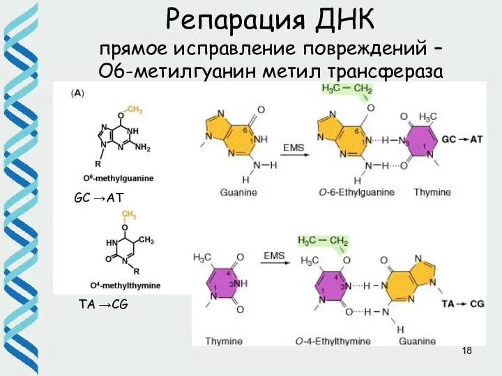 SN2 mechanism TA →CG GC →AT Репарация ДНК прямое исправление