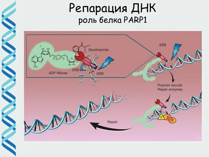 Репарация ДНК роль белка PARP1