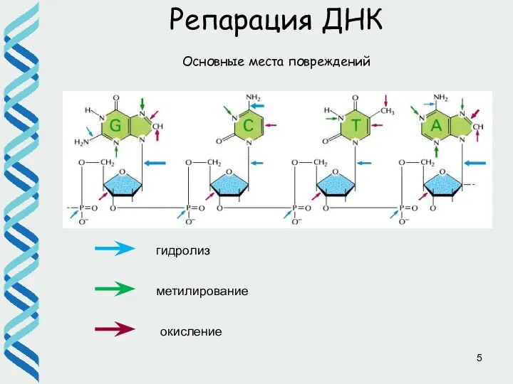 Репарация ДНК гидролиз метилирование окисление Основные места повреждений