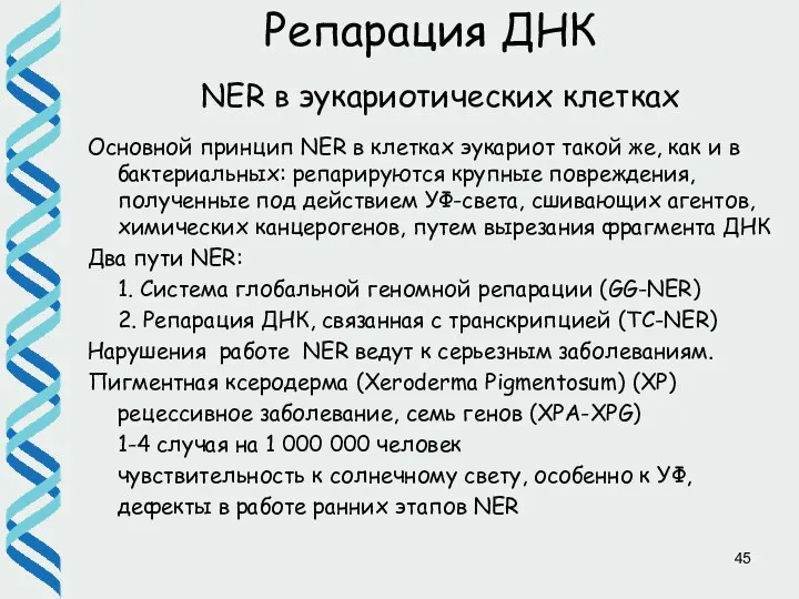 Репарация ДНК NER в эукариотических клетках Основной принцип NER в