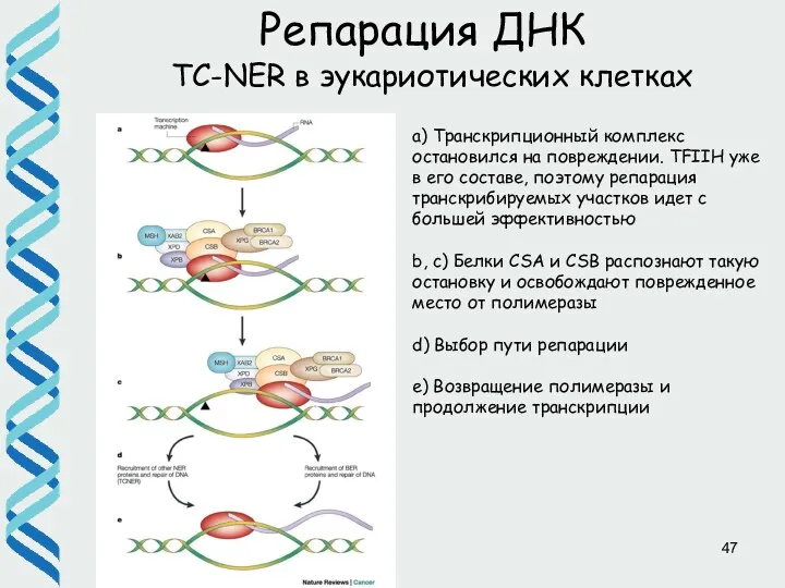 Репарация ДНК TC-NER в эукариотических клетках a) Транскрипционный комплекс остановился