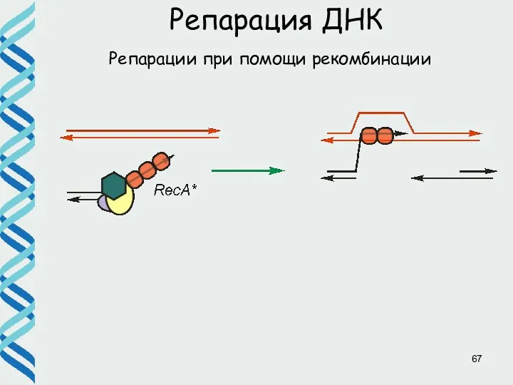 Репарации при помощи рекомбинации Репарация ДНК