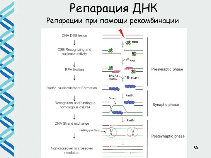 Репарации при помощи рекомбинации Репарация ДНК