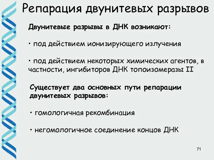 Репарация двунитевых разрывов Существует два основных пути репарации двунитевых разрывов: