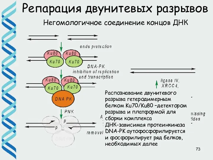 Репарация двунитевых разрывов Негомологичное соединение концов ДНК Распознавание двунитевого разрыва