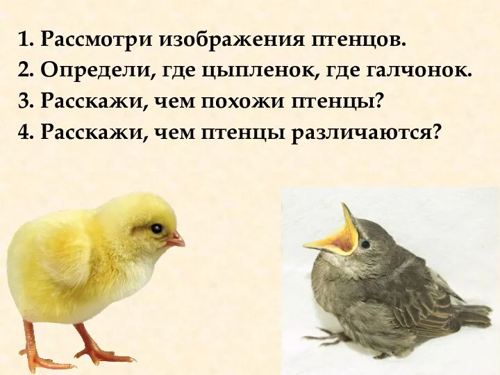 1. Рассмотри изображения птенцов. 2. Определи, где цыпленок, где галчонок.