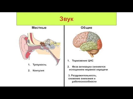 Звук Местные Общие Тугоухость Контузия Торможение ЦНС Фаза активации сменяется