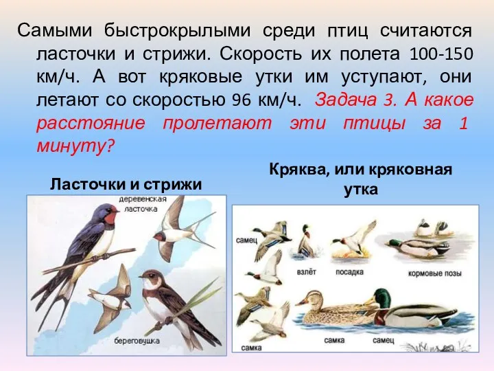 Самыми быстрокрылыми среди птиц считаются ласточки и стрижи. Скорость их