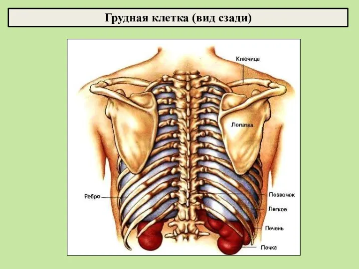 Грудная клетка (вид сзади)