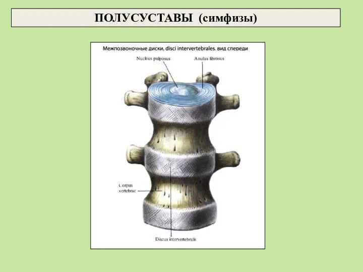 ПОЛУСУСТАВЫ (симфизы)