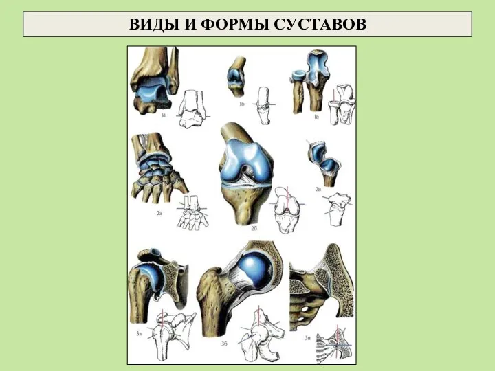 ВИДЫ И ФОРМЫ СУСТАВОВ