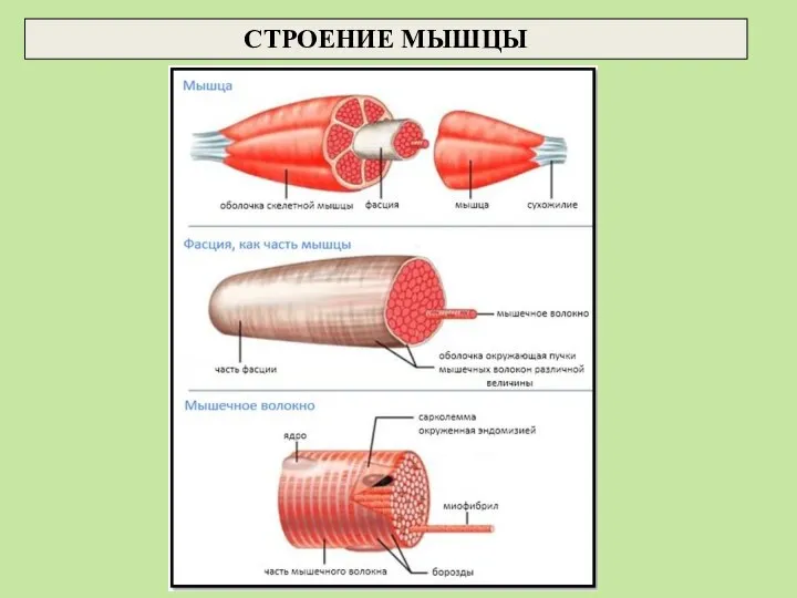 СТРОЕНИЕ МЫШЦЫ