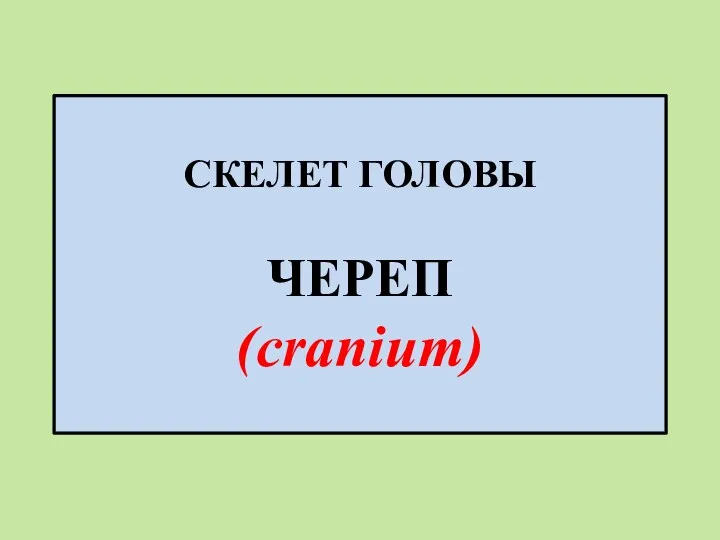 СКЕЛЕТ ГОЛОВЫ ЧЕРЕП (cranium)