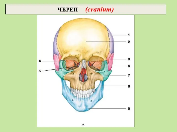 ЧЕРЕП (cranium)