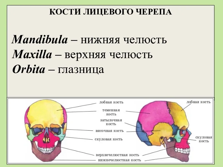 КОСТИ ЛИЦЕВОГО ЧЕРЕПА Mandibula – нижняя челюсть Maxilla – верхняя челюсть Orbita – глазница