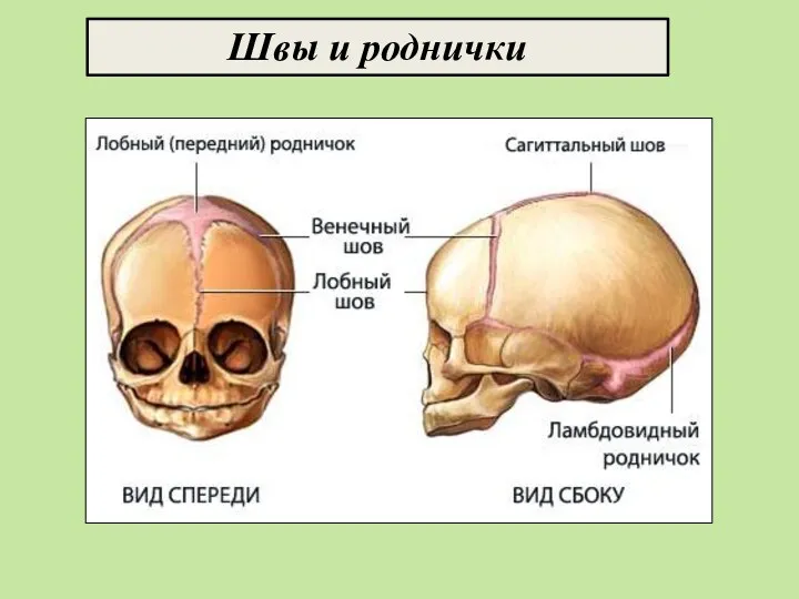 Швы и роднички