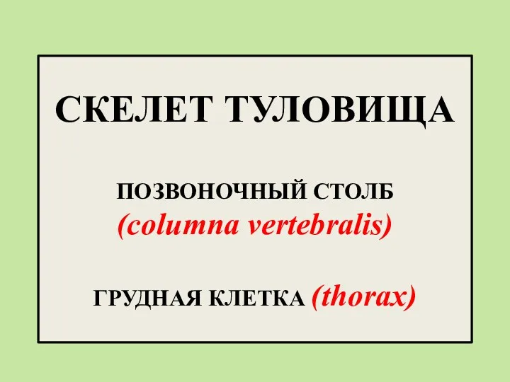 СКЕЛЕТ ТУЛОВИЩА ПОЗВОНОЧНЫЙ СТОЛБ (columna vertebralis) ГРУДНАЯ КЛЕТКА (thorax)