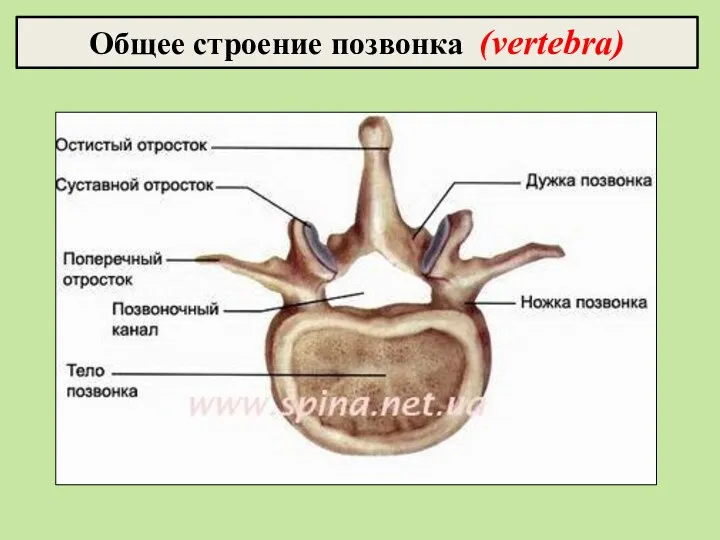 Общее строение позвонка (vertebra)